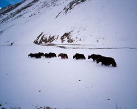 Yacks sauvages, Chine