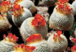 Cactus en fleur, Chine