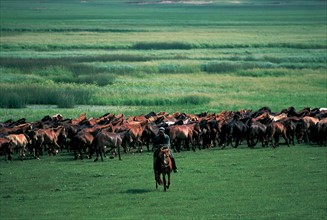 Troupeau de chevaux, Chine