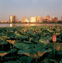Etang de lotus, Pékin, Chine