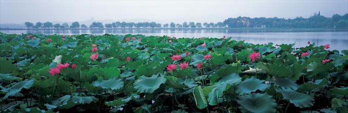 Le lac de l'Ouest de la ville d'Hangzhou, Chine