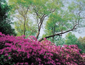 Rhododendrons, ville d'Hangzhou, Chine