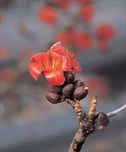 Fleur de prunier, Chine