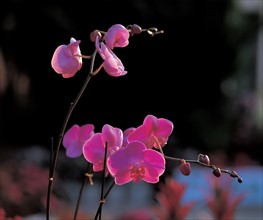 Orchidée, Chine