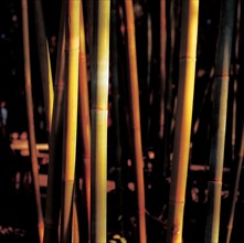 Bamboo, China