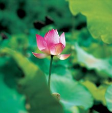 Lotus, China