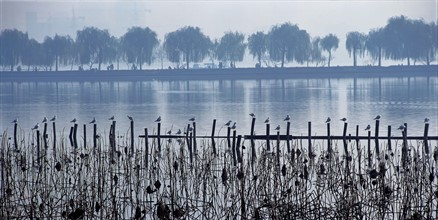 La digue Bai du Lac de l'Ouest, Chine