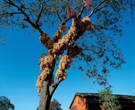 Grappes de maïs, Chine