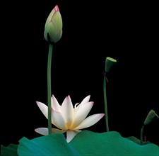 Fleur de lotus, nénuphar, Chine