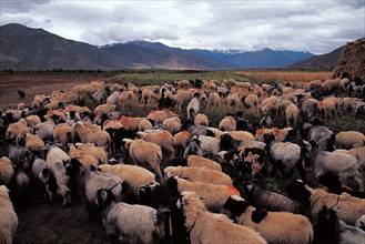 Troupeau de moutons, Chine