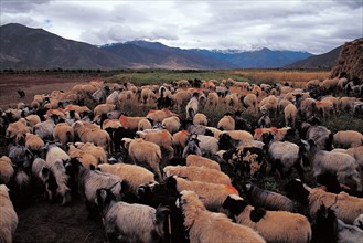 Sheep, herd, China