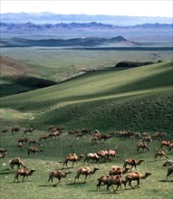 Troupeau de chameaux, Chine
