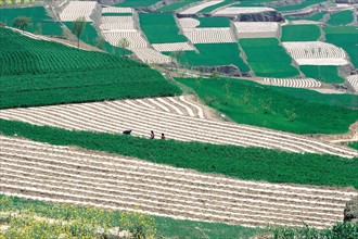 Terraced fields in Longdong, Gansu, China