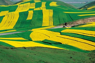 Cole fields near Wushaoling mountain, Gansu