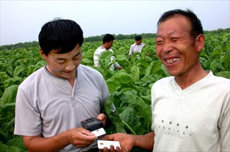Tobacco peasants in the tobacco field in Rizhao, Shandong, China