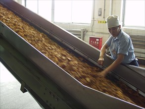 A quality-checking work check the tobacco leaves on the assembling line in Qingdao Tobbacco Factory in Qingdao, China.