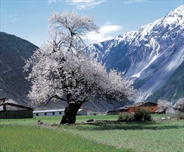 A peach tree in full blossom in Chayu,Tibet,China