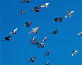 A flock of flying doves