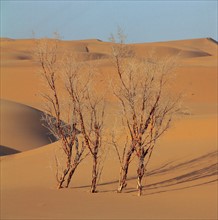 Red willow trees standing in Tengri Desert, China