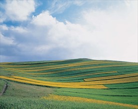 Cole field of Bashang Grassland, Hebei, China