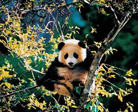 A giant panda in China