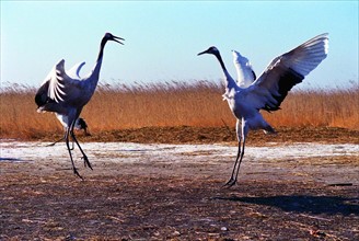 the red-crowned cranes in Xiangyang,Jilin Province,China
