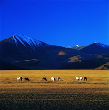 The meadow of Tibet,China