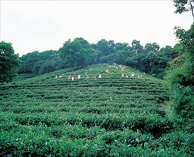 Sanzhoutian tea garden in Shenzhen,China