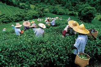 Women pick tea in Sanzhoutian garden,Yantian District,Shenzhen,China