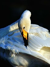 swan of Shangdong,China