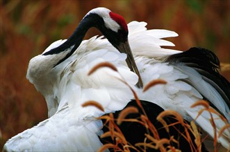 a red-crowned crane of Shangdong,China