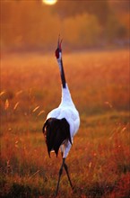 The red-crowned crane in Shangdong,China