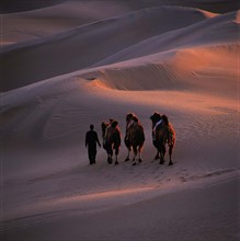 A person and camels walking across the desert of Bashang,China