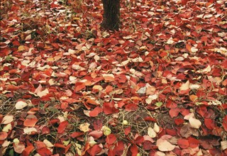 fallen leaves