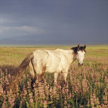 A horse wandering on the grassland of Bashang, Hebei Province, China