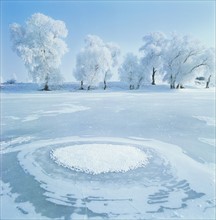 snow-covered pine trees,Jilin,China