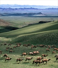 A flock of camels on the grassland of Balikun,Sinkiang,China