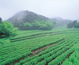 The Longjing Tea frields,Hangzhou,China