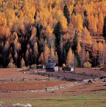 Cabins in front of beauteous forest at Burqin County,Sinkiang Province,China,Autumn days