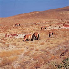 horses eating grass on the grassland of Junggar Basin,Sinkiang Province,China