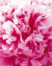 close-up of peony flower in Luoyang,China