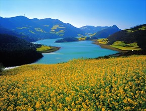 The flowering cole fields of Shizong County,Yunnan Province,China
