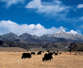 A flock of yaks grazing on the grassland, Kangding,Sichuan,China