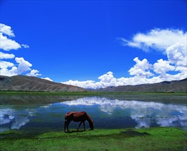 A horse grazing, Gyangze,Tibet,China