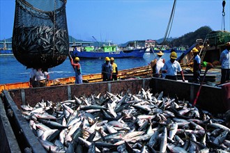 Unloading fishes from fishing boat, Taiwan,China