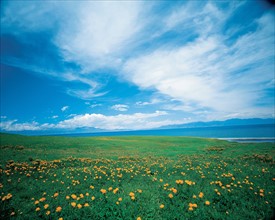 A grassland on the bank of Sayram Lake, Xinjiang,China