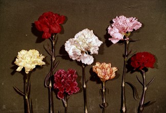 Anonymous, Carnations