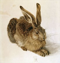 Dürer, Lièvre