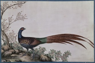 Chinese painting on rice paper : pheasant
