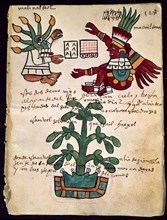 Cacao tree (Tudela Codex)